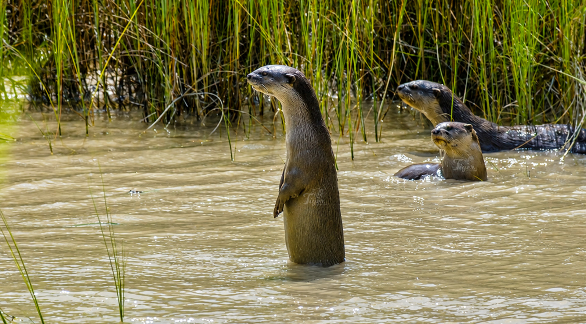 Otter in Nepal