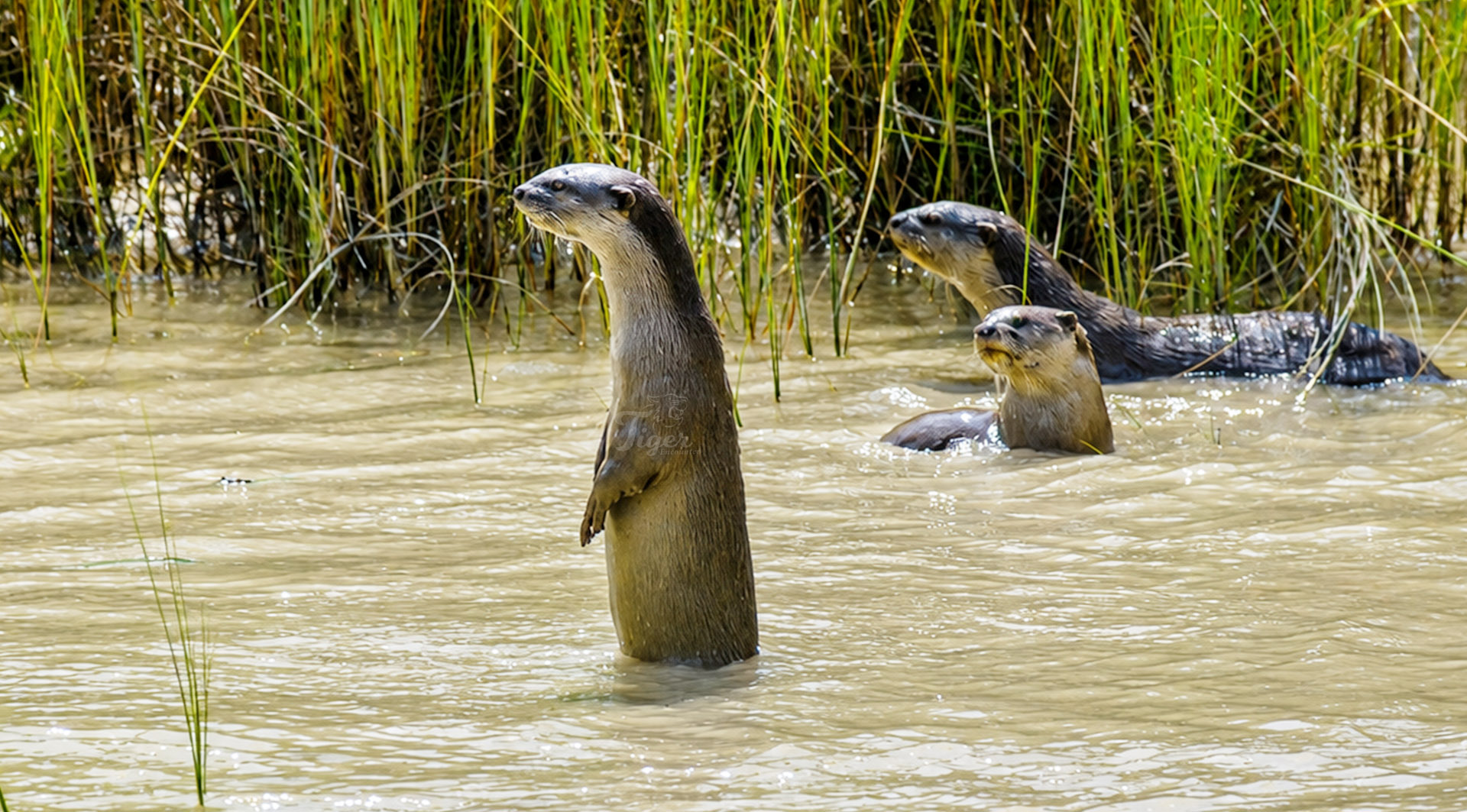 Otters in Karnali River Bardia