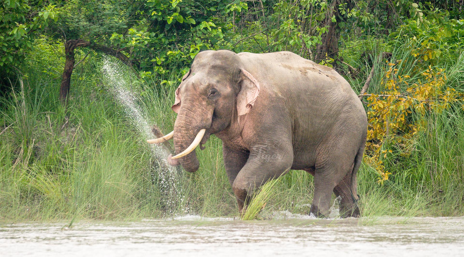 Rafting Safari on the Karnali River Bardia -Asian Elephant