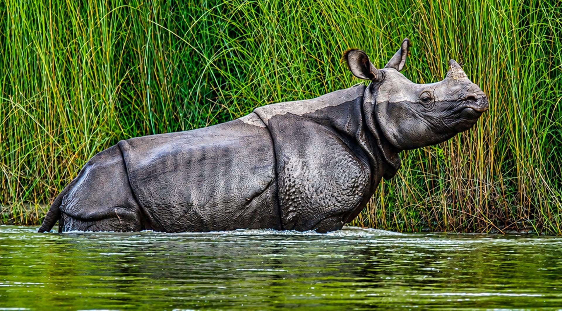 Rafting Safari on the Karnali River Bardia-One-horned Rhino