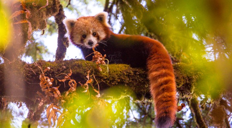 Red Panda Eco-trips in Nepal