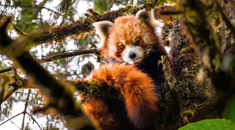 Red Panda Tracking & Photography with Experts in Nepal