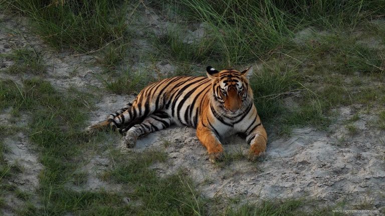 Common Leopard in Bardia