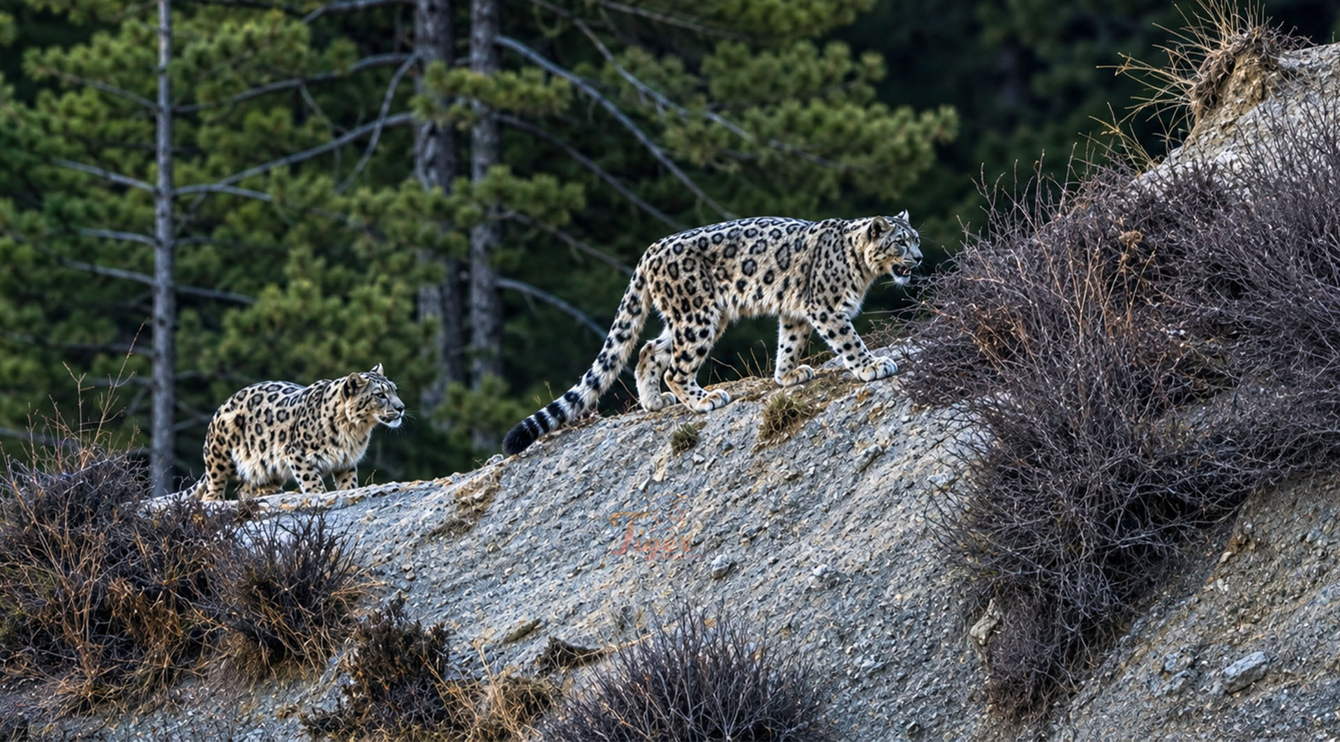Snow Leopard Tracking Expedition in Nepal