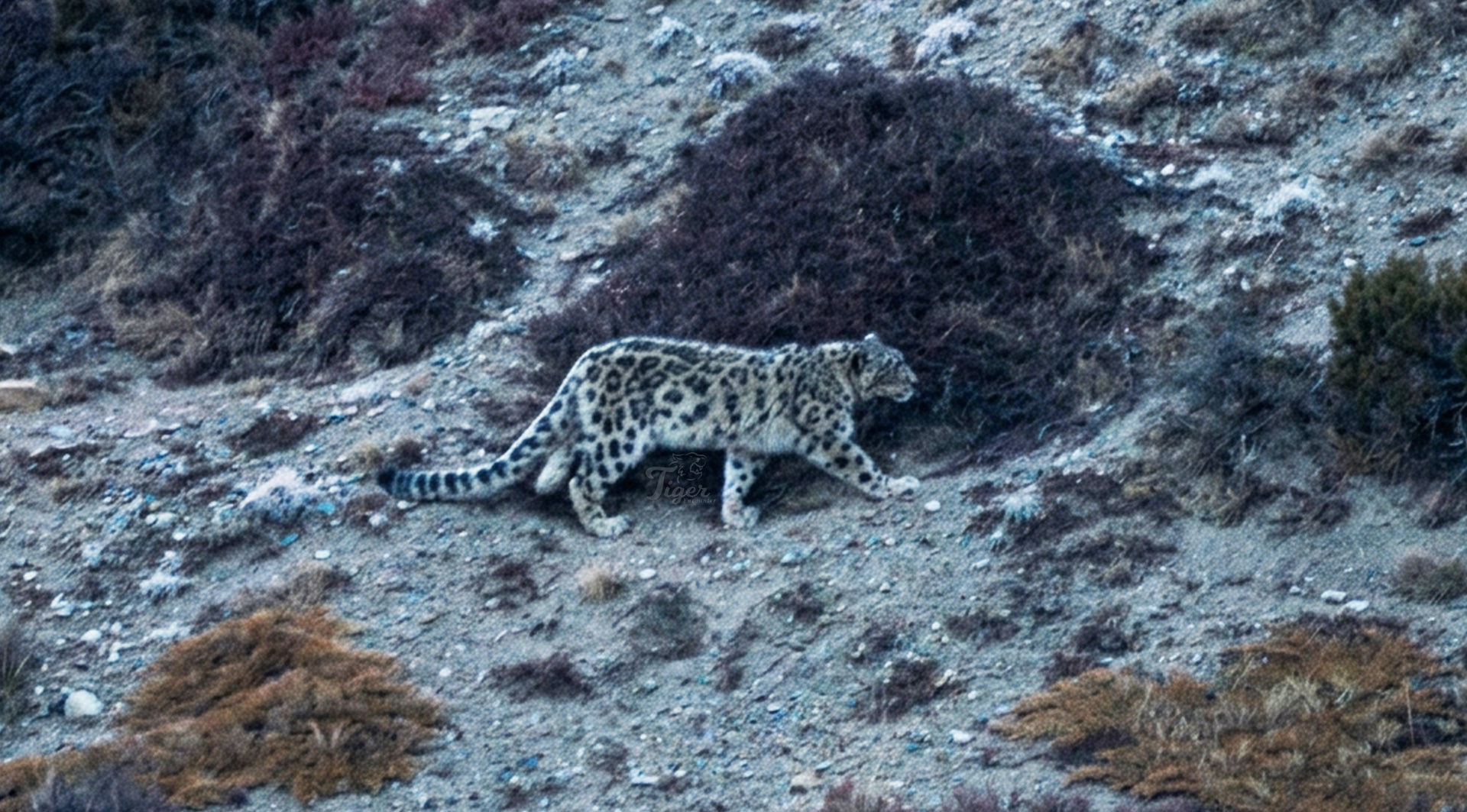 Snow Leopard Tracking Trek