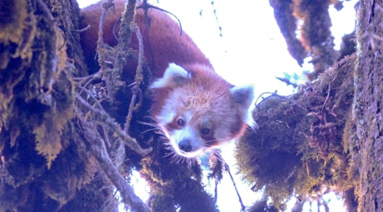 Where to see red pandas in Nepal