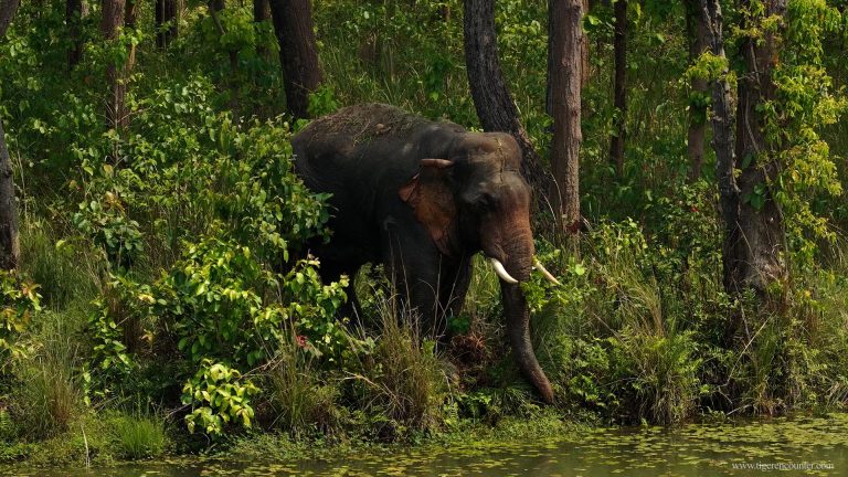 Wild Asian Elephant in Bardia