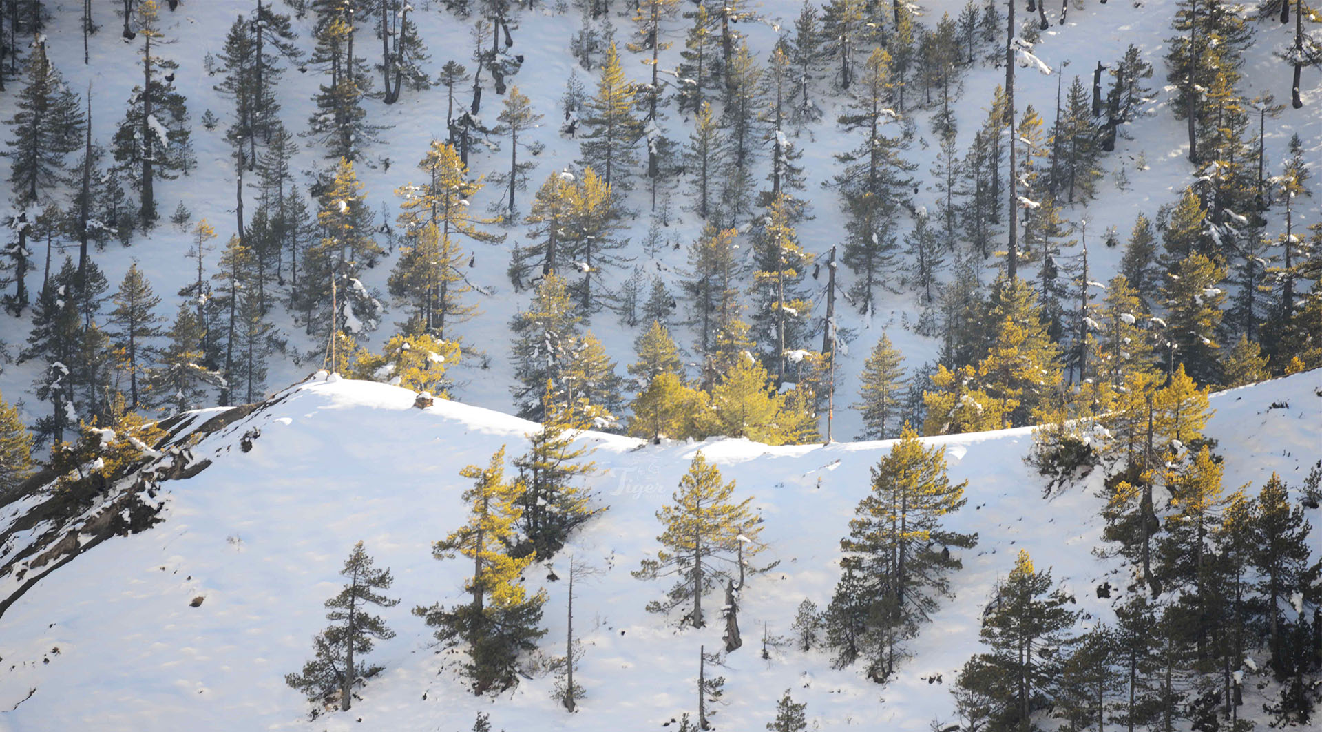 Winter in Manang