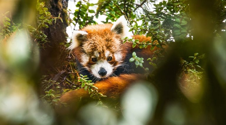 langtang red panda photography trek