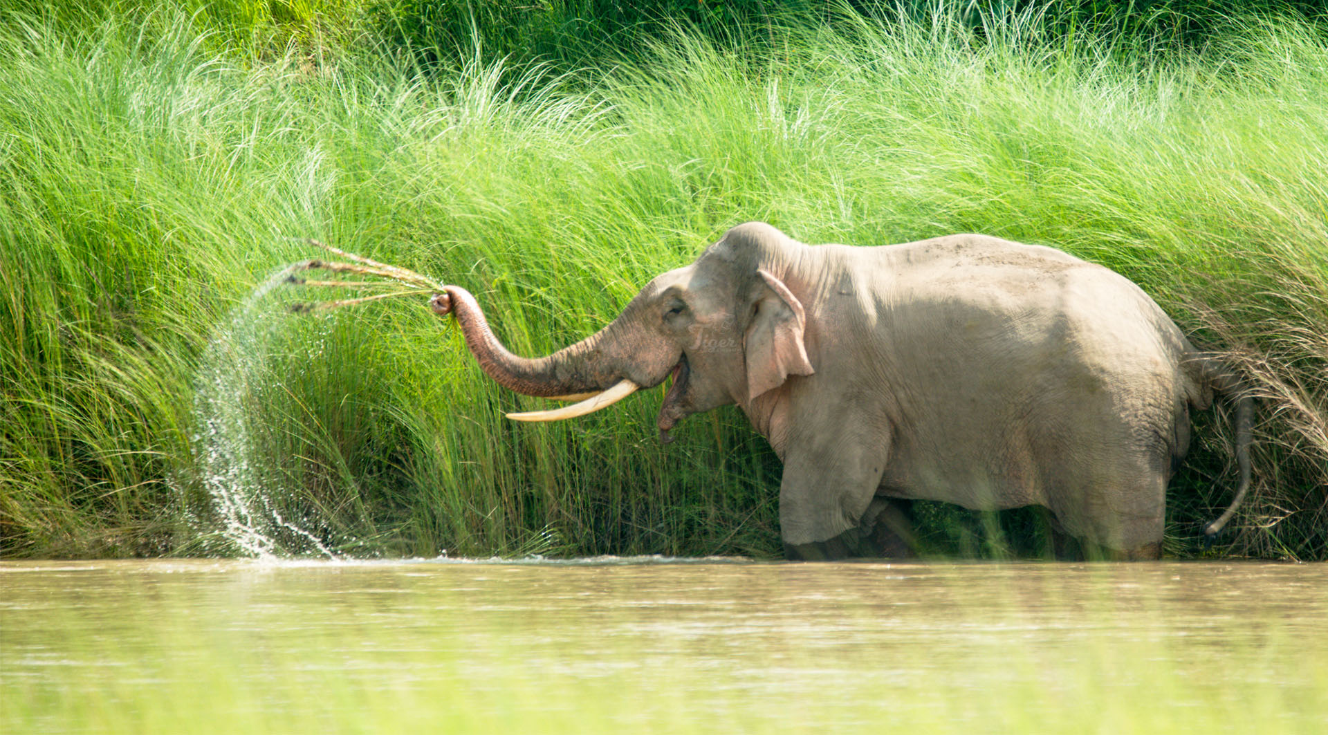 Asian Elephant in Bardia, Nepal.