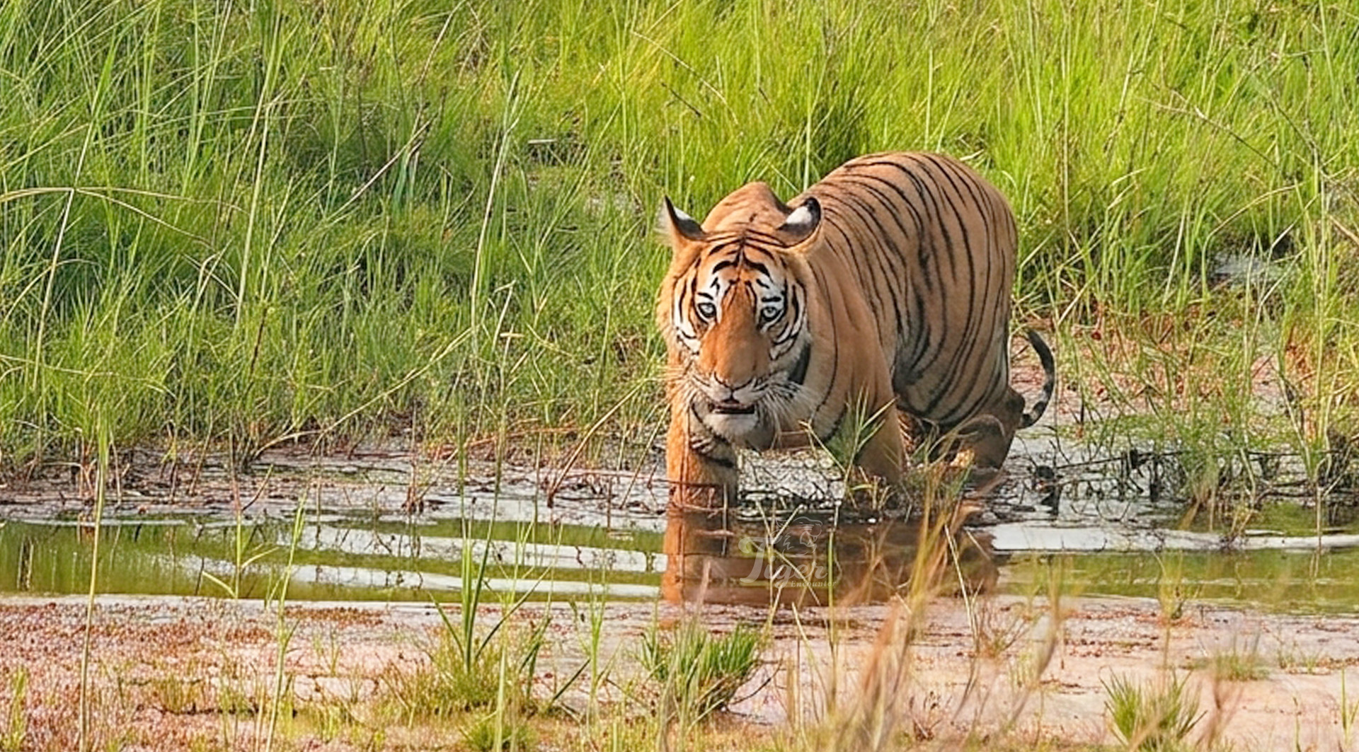 Bardia Private Tiger Safari