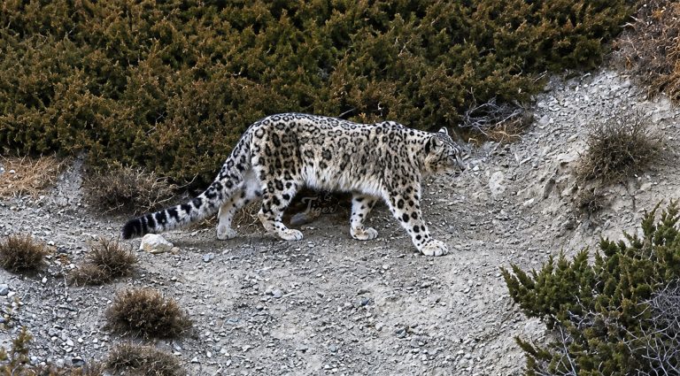 Best Place and Time to See Snow Leopard in Nepal