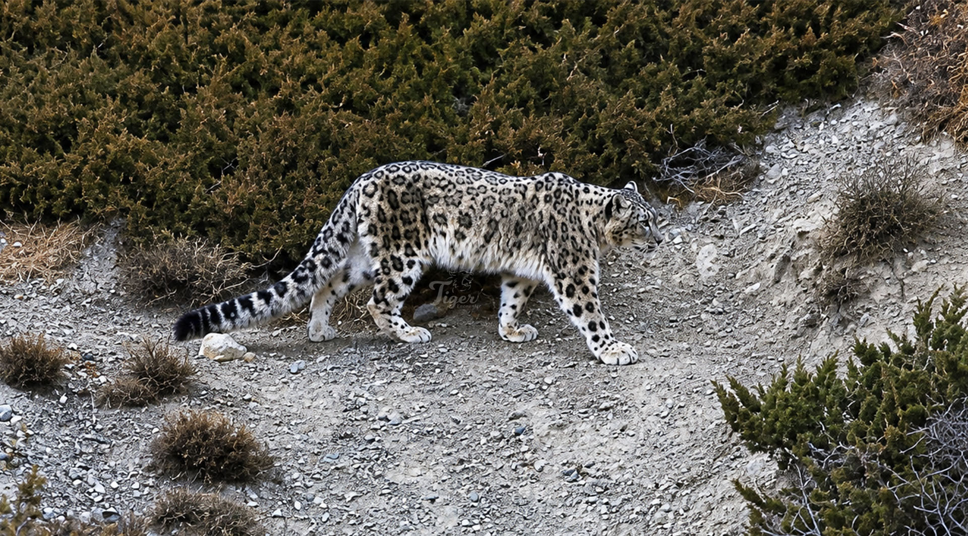 Best Place and Time to See Snow Leopard in Nepal