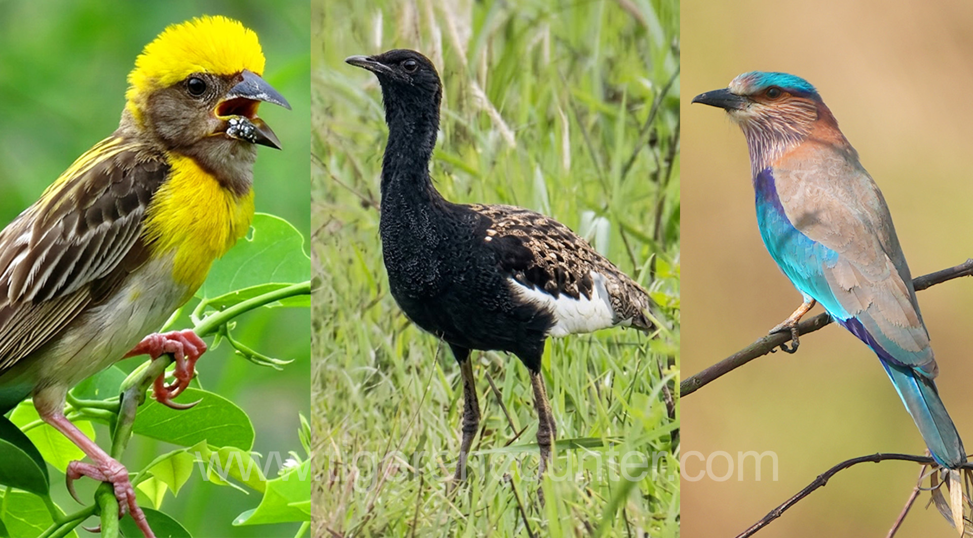 Birds of Koshi Tappu