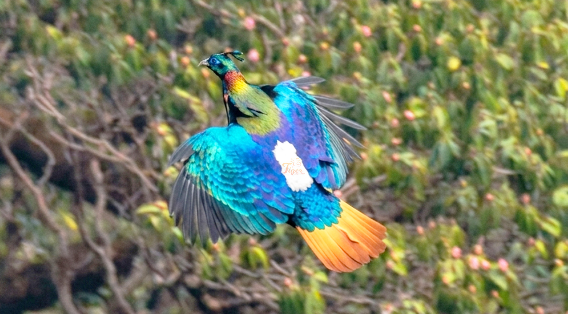 Himalayan Monal in Langtang