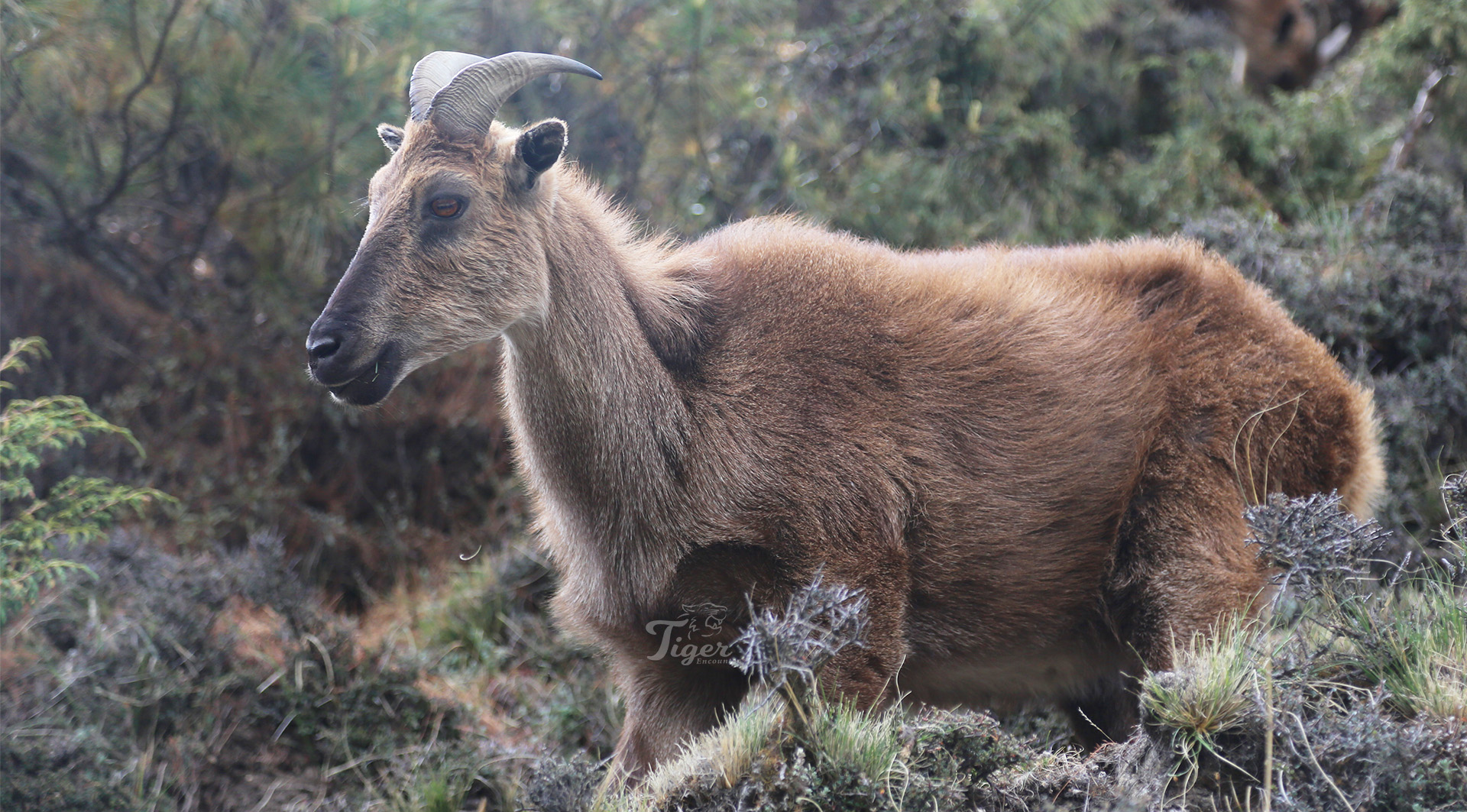 Himalayan Tahr in Nepal