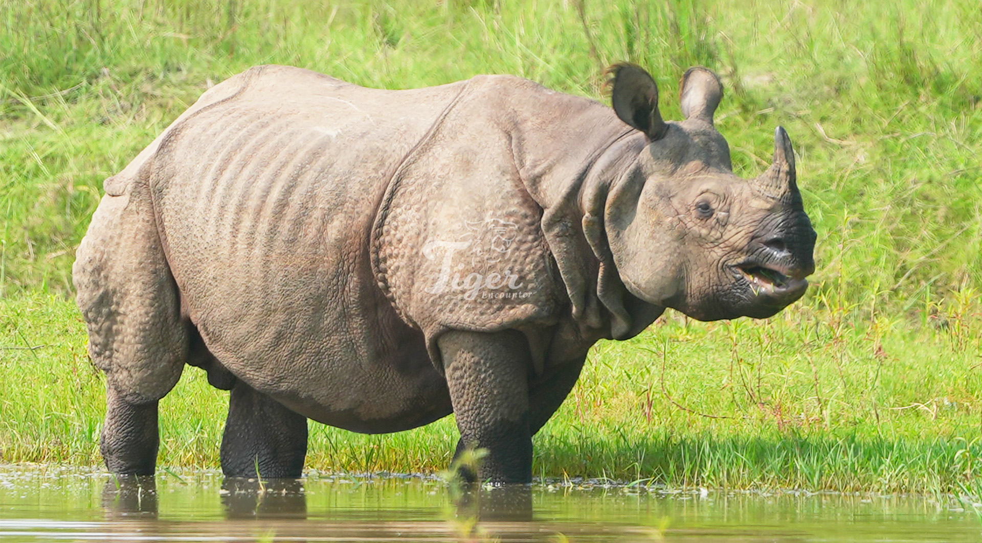 One-horned Rhino in Nepal