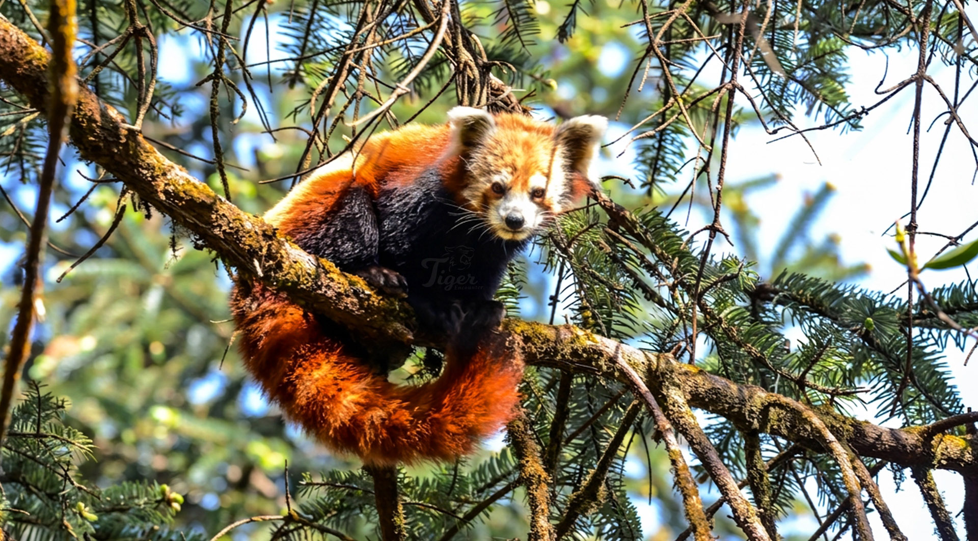 Red Panda Tracking in Nepal