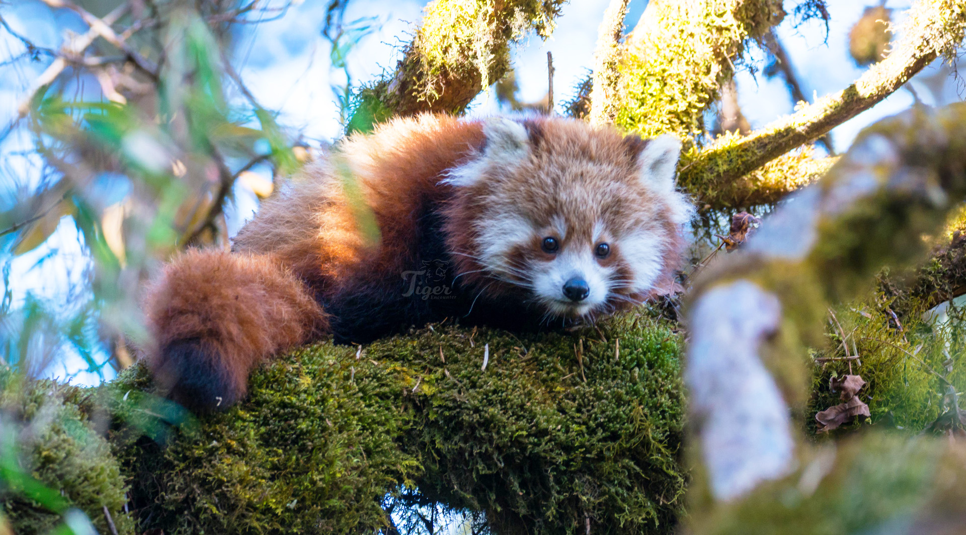 Red Panda in Nepal