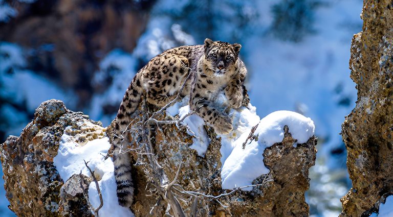 Snow Leopard Tracking in Nepal with Tashi R. Ghale