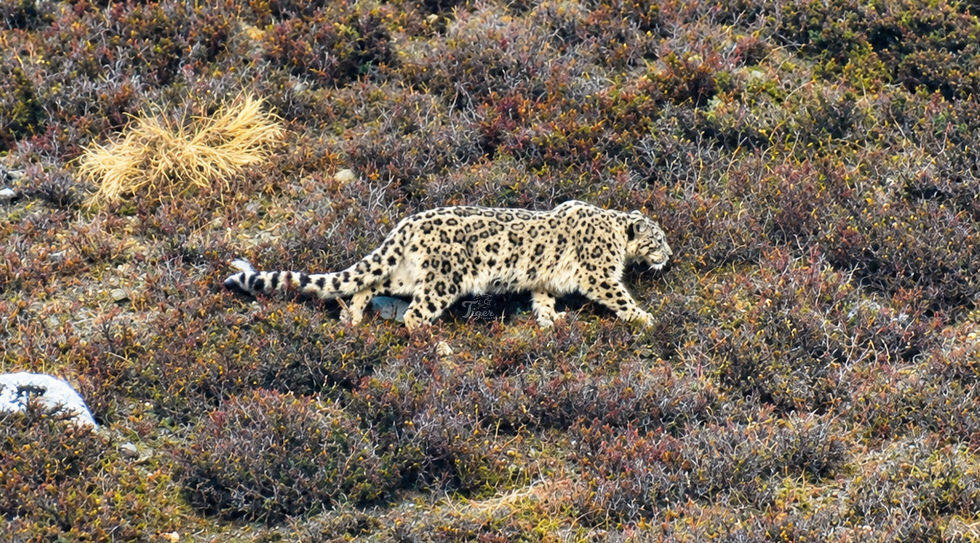Snow Leopard in Nepal