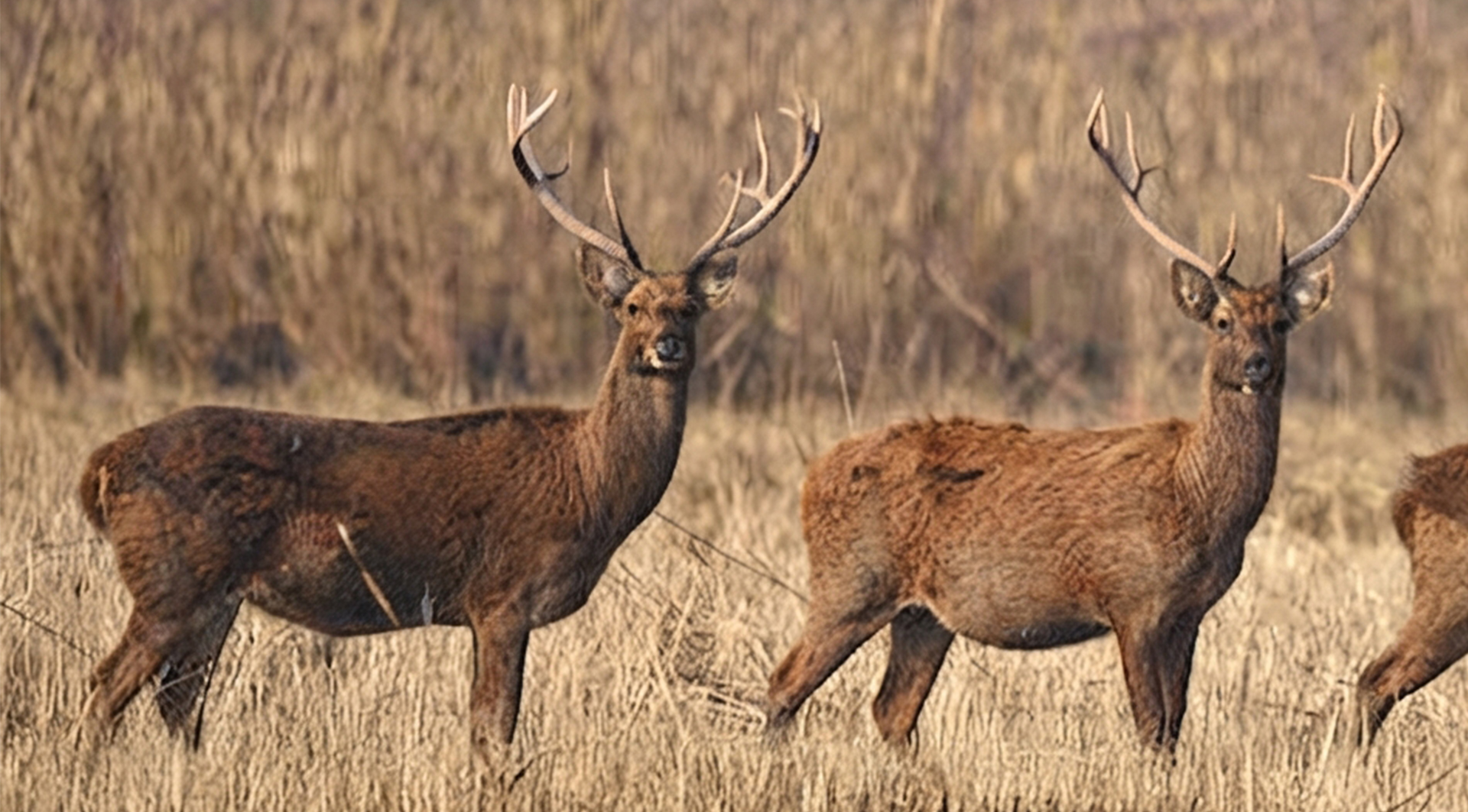 Swamp Deer in Shuklaphata