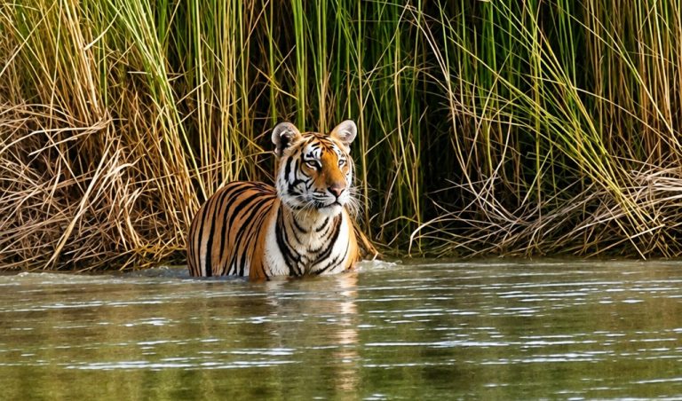 Bardia Tiger Safari Nepal