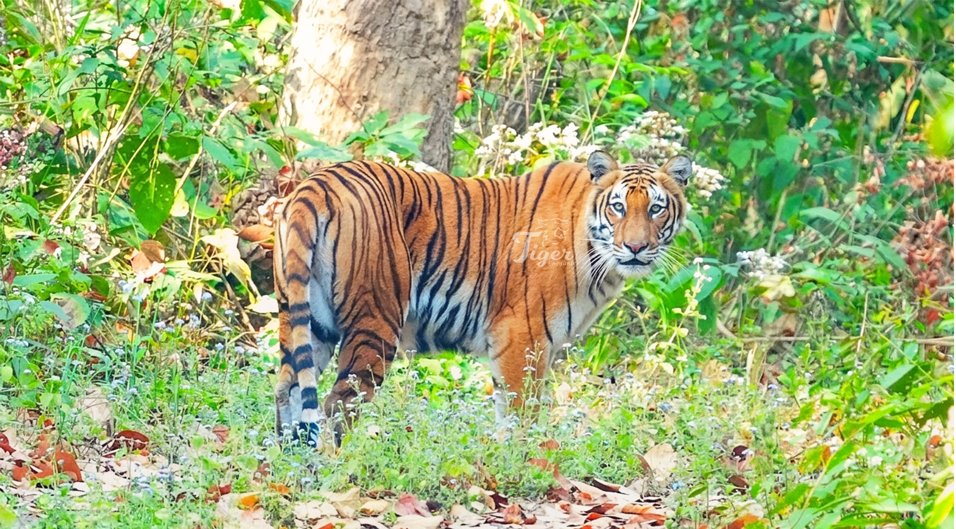 Tiger Tracking in Bardia National Park