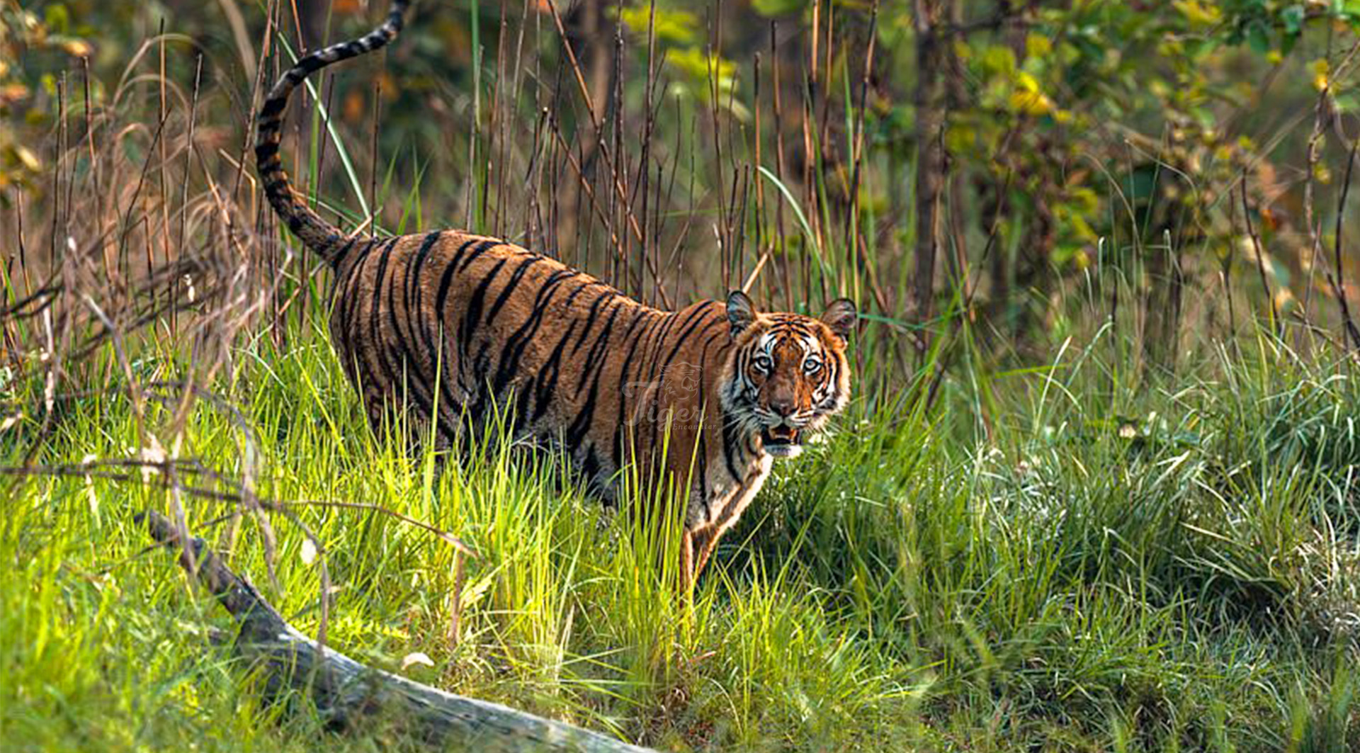 Tiger Tracking in Nepal with Expert Naturalists