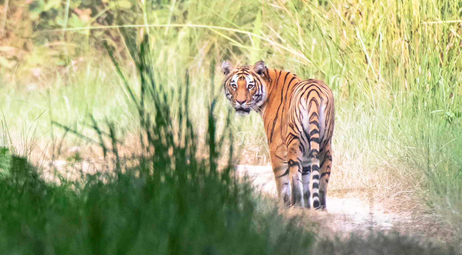 Tiger Tracking in Nepal