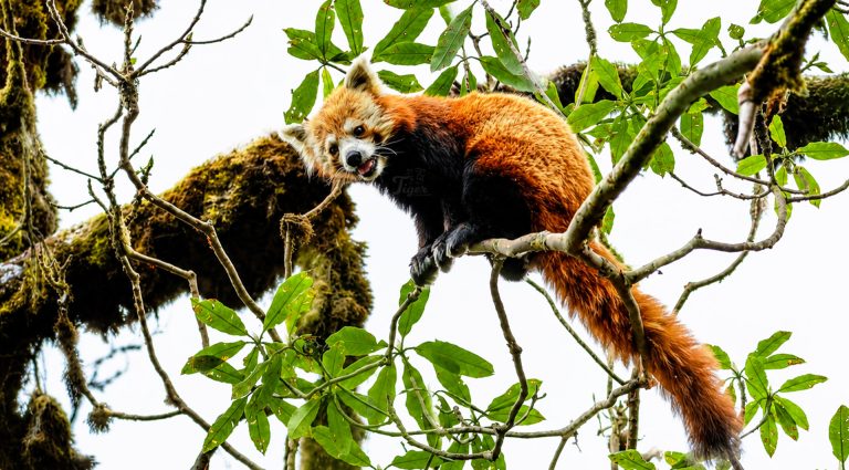 Top Red Panda Tracking Company in Nepal: Tiger Encounter