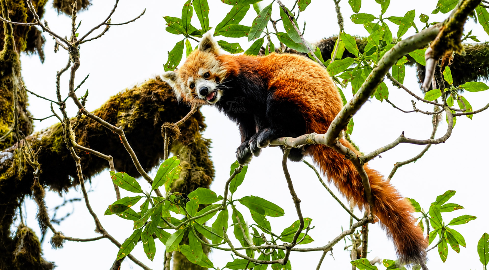 Top Red Panda Tracking Company in Nepal: Tiger Encounter