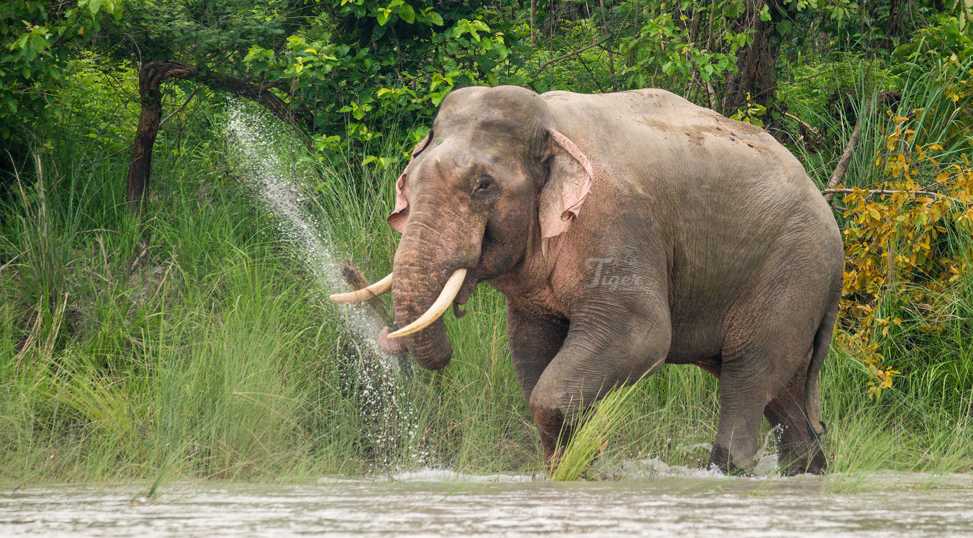 Wild Asian Elephant in Nepal