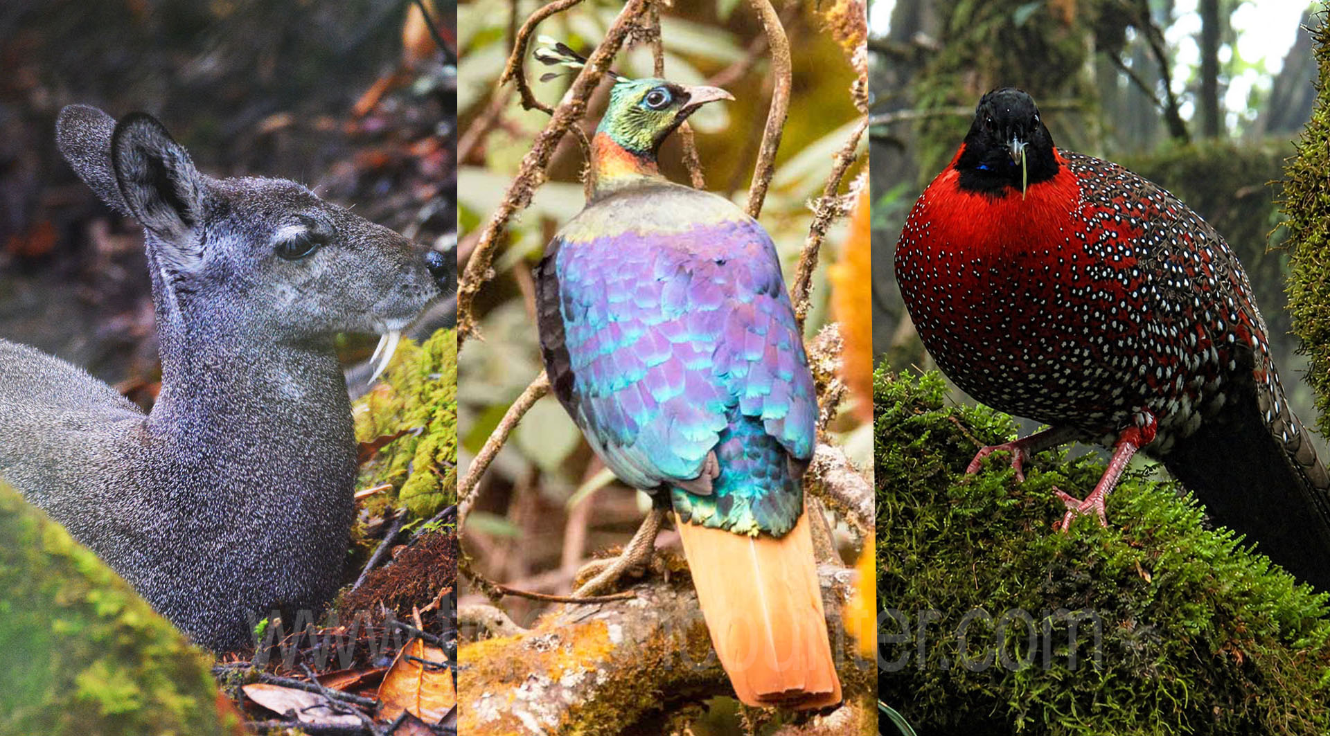 Wildlife of Langtang National Park