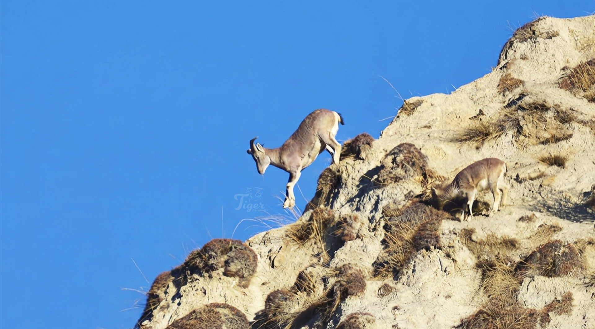blue sheep- snow leopard prey
