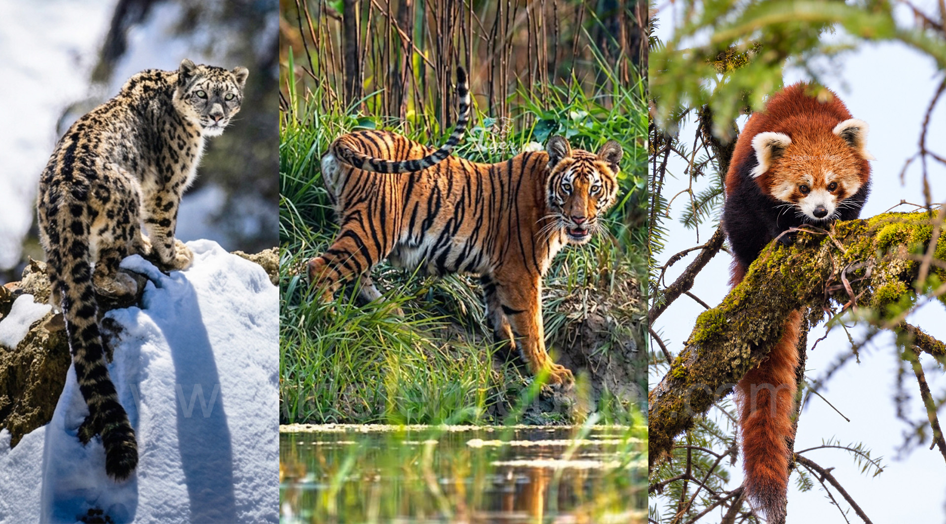 Why Don’t Tiger Encounter Packages Have Quoted Prices?