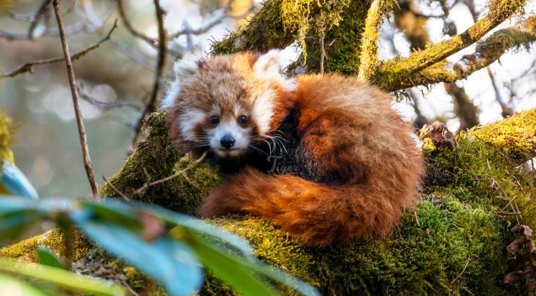 Best Time for Red Panda Photography in Nepal