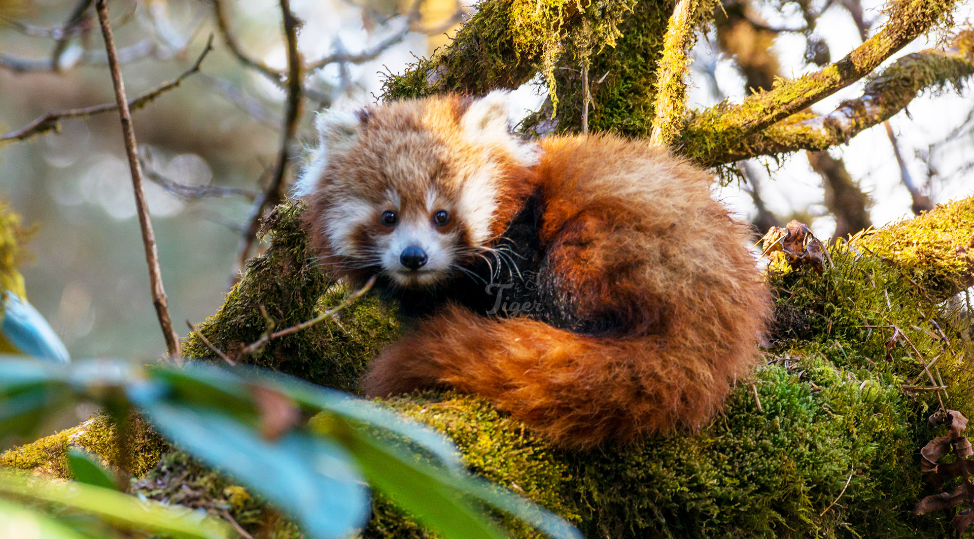 Best Time for Red Panda Photography in Nepal