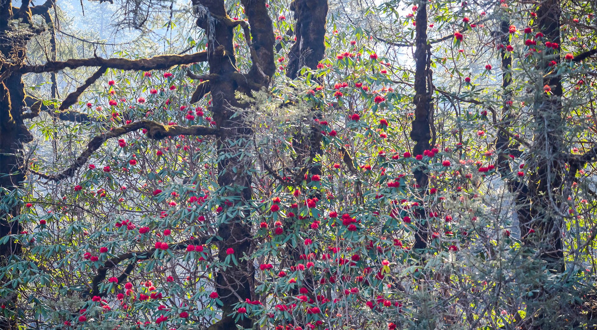 Red Panda Tracking in Spring